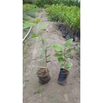 Red Sandalwood Plants